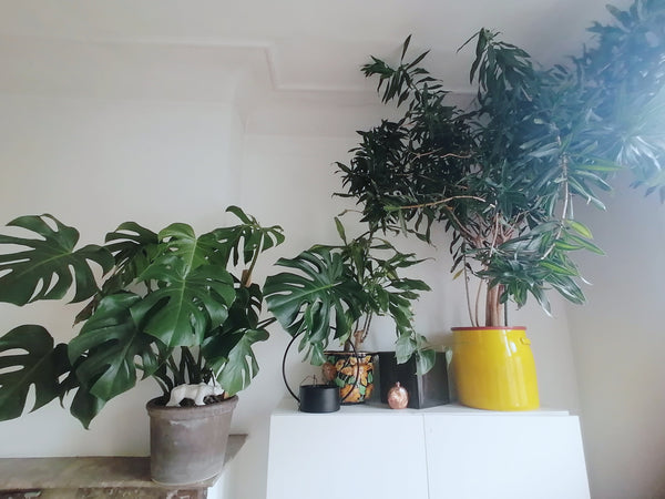 Proche du centre, l' appartement au charme des années 30 est idéal pour passer q Brussels, Belgium Appart cosy / Saint Gilles Private room in condo vacation rental 8387189