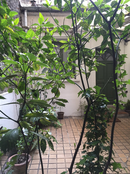 <b>License number</b><br />7511802830407 Paris, France Chambre indépendante d'une maison avec jardin Private room in home vacation rental 4973111