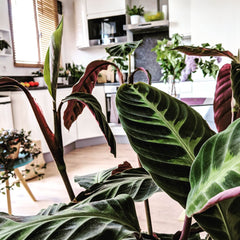 Charming urban jungle appartement just 15mins walk from the famous Père Lachaise Paris, France Zen-inspired urban jungle near Père Lachaise Entire loft vacation rental 24095948