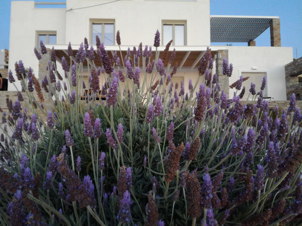 Nesaea is surrounded by a beautiful garden, full of cappari plants, citrus, oliv Greece Nesaea apartment Cycladic home vacation rental 14129351