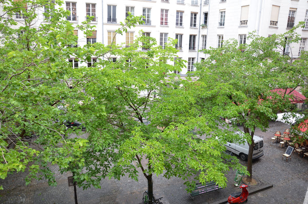 In the typical Parisian quarter 