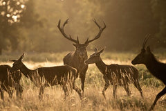 Wildlife Photography Workshop in Richmond Park in London  Private Tours and Travel Guide Europe London CITY London Destination Tour Europe London CITY London