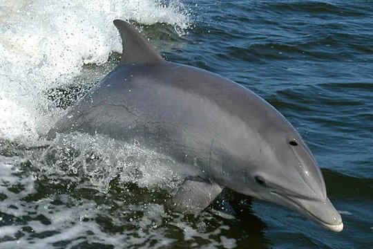 Orange Beach Dolphin Eco Boat Tour  Private Tours and Travel Guide America Chicago CITY Orange Beach Destination Tour