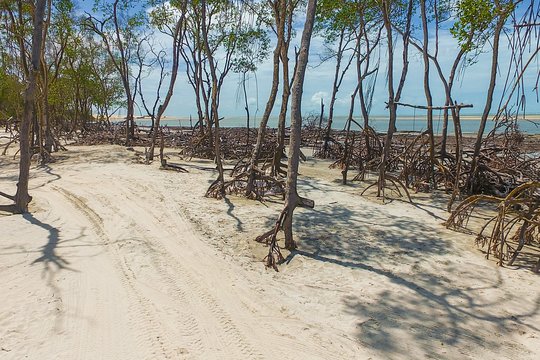 Private Buggy Tour A Tatajuba Y Ilha Do Amor  Private Tours and Travel Guide America Sao Paulo CITY Jericoacoara Destination Tour