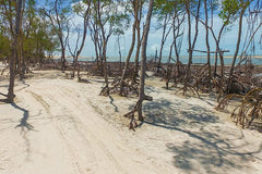 Private Buggy Tour A Tatajuba Y Ilha Do Amor  Private Tours and Travel Guide America Sao Paulo CITY Jericoacoara Destination Tour America Sao_Paulo CITY Jericoacoara