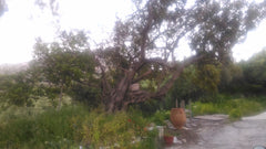 Ideal place for musicians who want to enjoy their vacation and at the same time  Chania, Greece House and Recording Studio for Musicians in Crete Entire place vacation rental 18459658