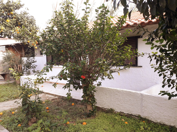 Situé ā 2 km du centre ville de Kos, ā quelques mètres de la plage dans un jardi Greece Ifaistos Entire bungalow vacation rental 30035357
