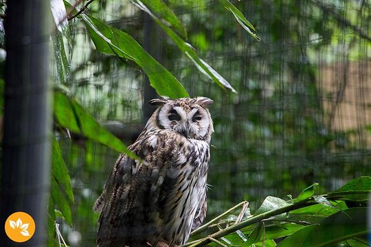 Airport Cataratas IGU Pick Up & Iguassu Falls Brazilian Side & Bird Park Private Tours and Travel Guide America Sao Paulo CITY Foz do Iguacu Destination Tour