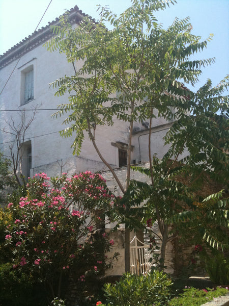 A quiet, sunny, atmospheric house with modern amenities and a mini - market/loca Athens, Greece Andros, Greece,  17th century Bohemian House Cycladic home vacation rental 11536996