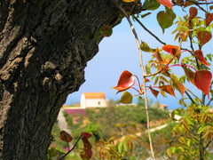 My home situated 18 km of the center of Rethymno at a village called Charkia whi Alimos, Greece Lovely village in the nature 160 tm house"Arkadi". Entire home vacation rental 17632413