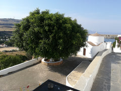 Studio Stavros is located in a central area of Lindos Village, only a 3min walk   Studio Stavros in Lindos Village Entire rental unit vacation rental 3356482