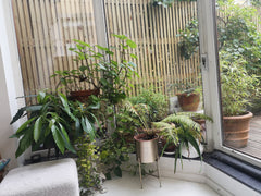 If the apartement is  super central, once you back home you can ear some birds a Brussels, Belgium Cute flat down town Brussels Entire rental unit vacation rental 623192