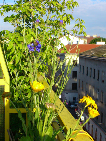 In dieser unkonventionellen, einfachen, aber gemütlichen Wohnung schläft man bes Vienna, Austria Zimmer und Balkon, in Sternennähe Private room in rental unit vacation rental 2965457