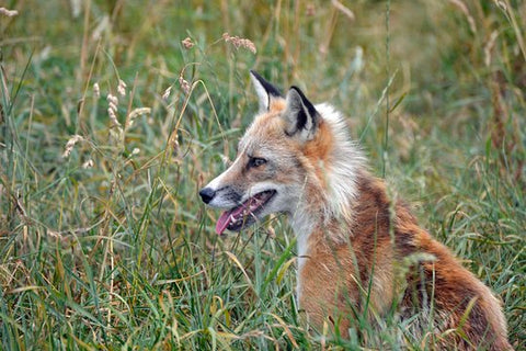 Fox Encounter and park entry for 1  Private Tours and Travel Guide Europe London REGION East Midlands Destination Tour Europe London REGION East Midlands