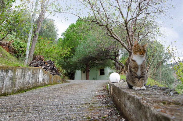Dear guest hi!<br /><br />Our house is located nearby the Monastery of Pantanass Greece Country House with Sea and Mountain View Entire cottage vacation rental 43738820