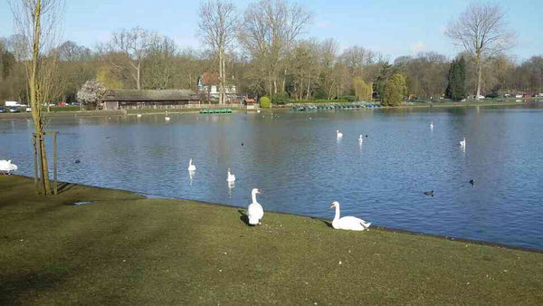Excellent Location By The Swan Lake in the Foreist Surrounding For Walk.<br />Ac  Beautiful Rooms  Lake,Foreist View Private room in villa vacation rental 7974210