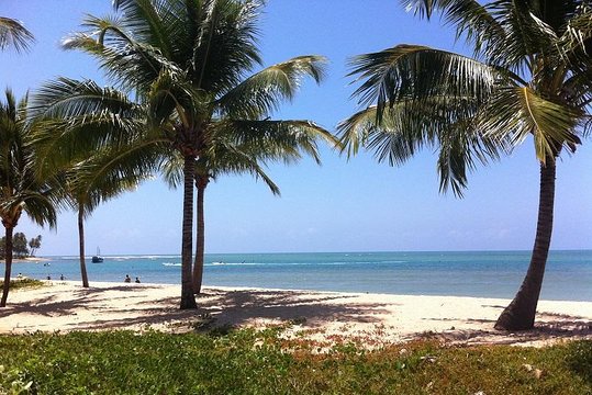 Praia Do Forte & Guarajuba Beach Day Trip  Private Tours and Travel Guide America Bahia CITY Salvador da Bahia Destination Tour