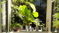 Appartement très chaleureux donnant sur une cour silencieuse et sauvage. Il est  Paris, France Studio calme et verdoyant sur cour Entire rental unit vacation rental 17807887