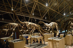 1 Day Dinosaur Tour in Kunming  Private Tours and Travel Guide Asia Shanghai CITY Kunming Destination Tour Asia Shanghai CITY Kunming