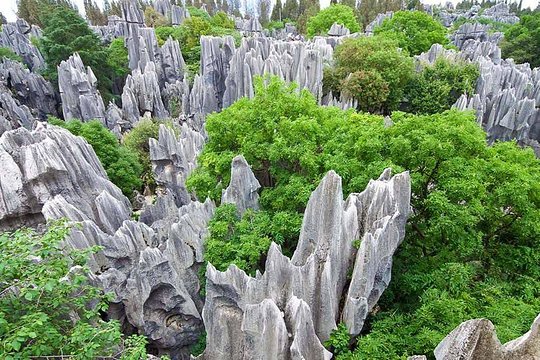 Kunming Stone Forest and the Flower and Bird Market  Private Tours and Travel Guide Asia Shanghai CITY Kunming Destination Tour