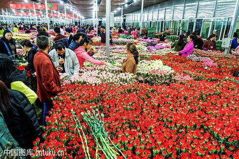 Half Day Flower Tour in Kunming  Private Tours and Travel Guide Asia Shanghai CITY Kunming Destination Tour Asia Shanghai CITY Kunming