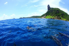 Boat trip in Fernando de Noronha  Private Tours and Travel Guide America Noronha CITY Fernando de Noronha Destination Tour America Noronha CITY Fernando de Noronha