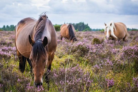 New Forest Day Out Private Tour from Southampton  Private Tours and Travel Guide Europe London CITY Southampton Destination Tour