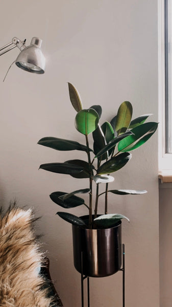 Enjoy living on a quiet street and be in the heart of the city within minutes. I Vienna, Austria Helle, willkommende Wohnung in Wien Private room in rental unit vacation rental 588937143788136563