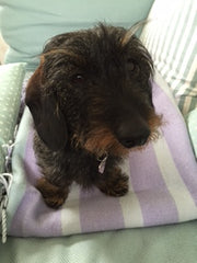 Amazing apartment on Østerbro Copenhagen, Denmark Spacious apartment in central Østerbro Entire rental unit vacation rental 18072748