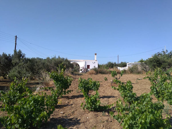 This country house, surrounded by olive trees and vineyards offering stunning se  Akrotiri Home Entire cottage vacation rental 25077540