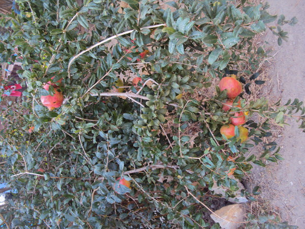 A stone-built restored country house with private apartment (bathroom, kitchen a Naxos, Greece Greek island village life Entire guesthouse vacation rental 4228221