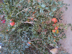 A stone-built restored country house with private apartment (bathroom, kitchen a Naxos, Greece Greek island village life Entire guesthouse vacation rental 4228221