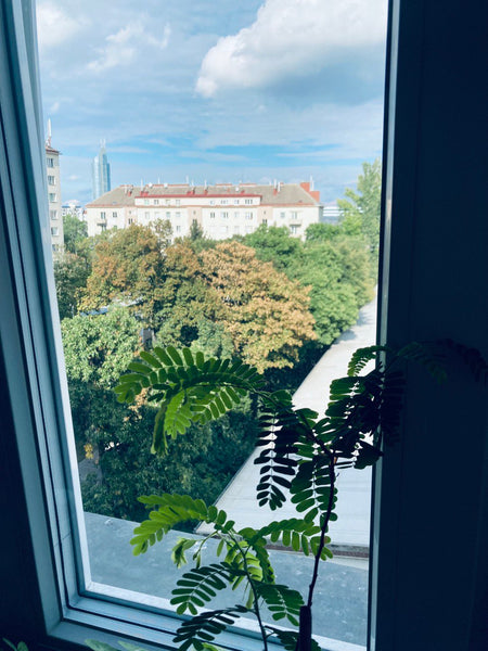 Die Wohnung liegt sehr ruhig und gleichzeitg zentral. Direkt um die Ecke befinde Vienna, Austria Ruhige Wohnung mit Ausblick Private room in rental unit vacation rental 708526951211534192
