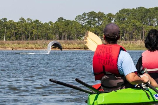 Dolphins and Wildlife Kayak Experience from Gulf Shores  Private Tours and Travel Guide America Chicago CITY Gulf Shores Destination Tour