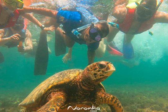 Full Day Guided Tour to Fernando de Noronha Island  Private Tours and Travel Guide America Noronha CITY Fernando de Noronha Destination Tour