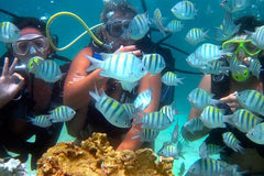 DIVING in PORTO de GALINHAS (WITH CYLINDER)  Private Tours and Travel Guide America Recife CITY Recife Destination Tour America Recife CITY Recife