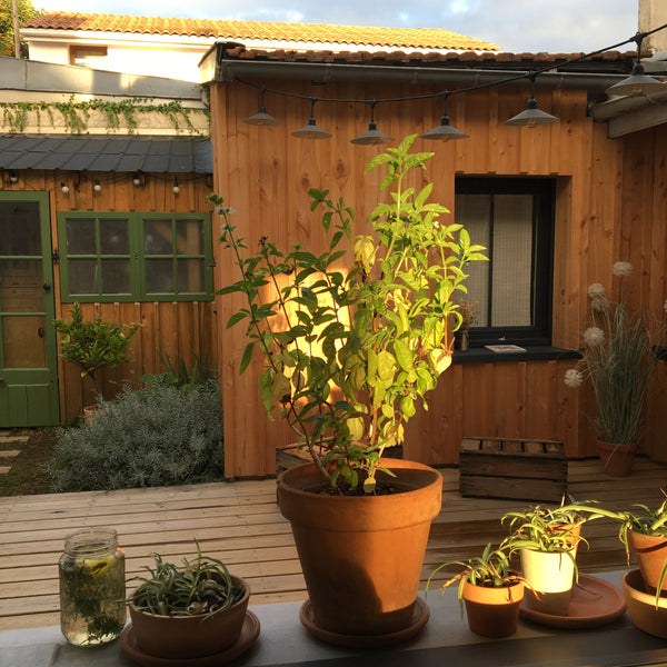 Bienvenue dans ma maison de ville, à 10mn du centre de Bordeaux. Son jardin char Bègles, France Maison avec jardin - Bègles proche Bordeaux Entire townhouse vacation rental 50438248