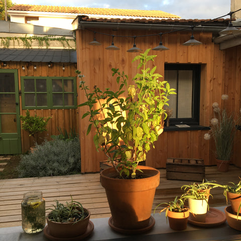 Bienvenue dans ma maison de ville, à 10mn du centre de Bordeaux. Son jardin char Bègles, France Maison avec jardin - Bègles proche Bordeaux Entire townhouse vacation rental 50438248