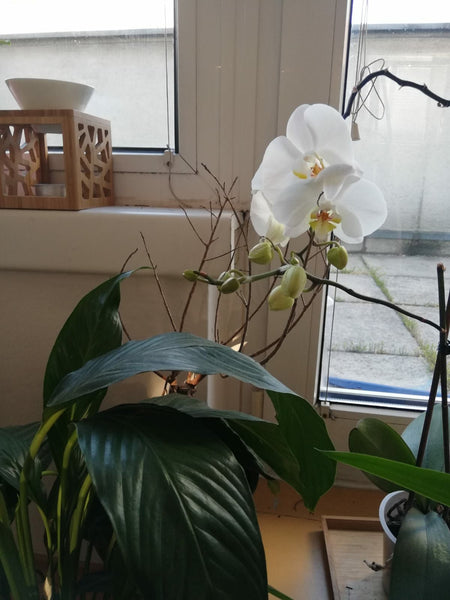 Very bright appartment in a perfect condition, relevantly new, furnished on the  Odesa, Ukraine *Studio in city centre 2nd dst, 50m2, incl terrace Entire rental unit vacation rental 33926355