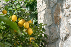 The house is located in a quiet and historical neighborhood of Athens. It is on  Athens, Greece Lemon House Entire home vacation rental 24951180