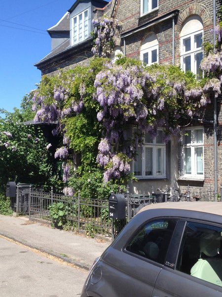 Smukt byggeforeningshus ved søerne i centrale Kbh.   . Det tager 15 minutter at  Holte, Denmark Romantic old townhouse/Romantisk Kartoffelrækkehus Entire townhouse vacation rental 18404644