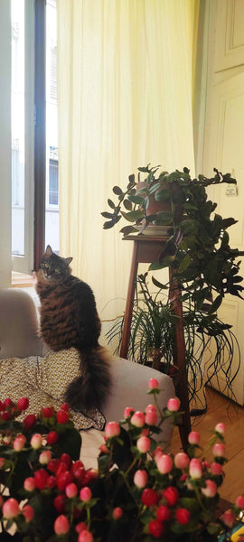 Chambre double dans un quartier très agréable, entouré de commerces et de terras Lyon, France Chambre cosy en plein centre ville avec 😺 Private room in rental unit vacation rental 45519986