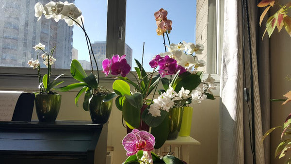 Vous êtes les bienvenus dans notre appartement de 85m² situé au coeur du 13 ème  Paris, France Les Orchidées des toits du 13ème Entire rental unit vacation rental 23145429