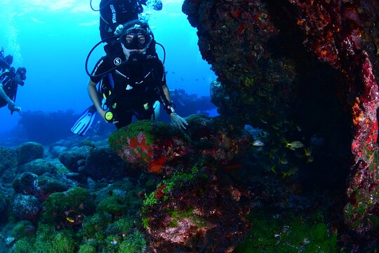 Diving Experience in Fernando de Noronha  Private Tours and Travel Guide America Noronha CITY Fernando de Noronha Destination Tour