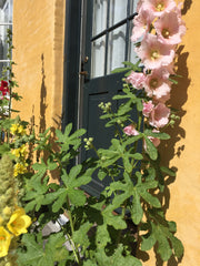  Copenhagen, Denmark Grøn landsbyidyl i hjertet af København Entire rental unit vacation rental 44226456