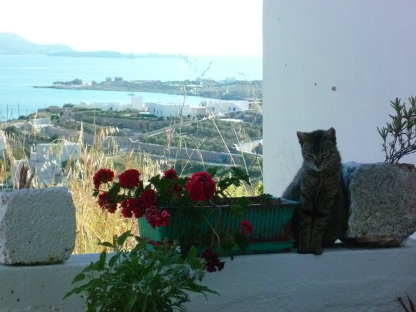 An indipendent house close to Marcello Beach, at an elevated position with an am Garlasco, Italy A traditional greek house (AMA00000086847) Entire home vacation rental 12599111