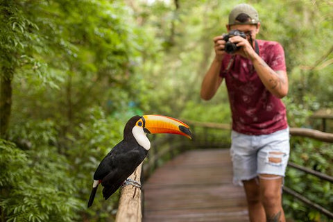 Bird Park Tour  Private Tours and Travel Guide America Sao Paulo CITY Foz do Iguacu Destination Tour America Sao_Paulo CITY Foz do Iguacu