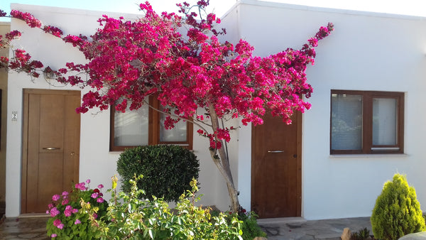 Ground floor apartment with a small garden front and back.<br />The beach is jus  Alifieraki apartment Entire condo vacation rental 43583493