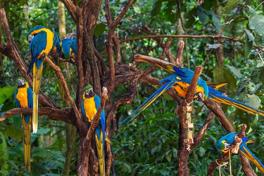 Iguassu Bird Park Tickets Included  Private Tours and Travel Guide America Sao Paulo CITY Foz do Iguacu Destination Tour