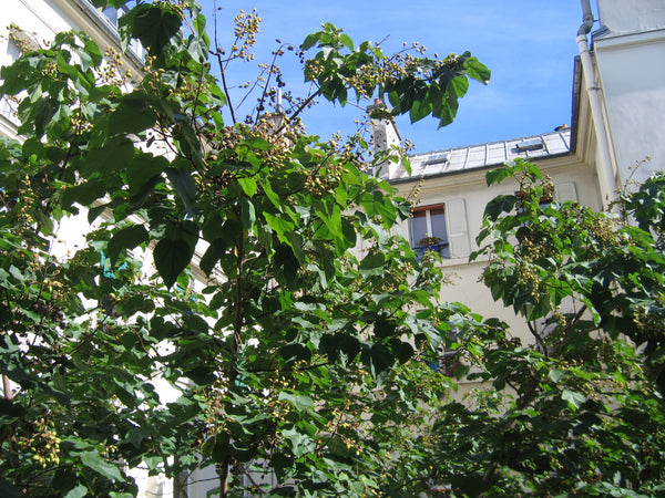 Mon studio se trouve en plein cœur de Paris dans le quartier de St-Germain-des-P Poissy, France campagne à St-Germain-des-Prés Entire rental unit vacation rental 21847310